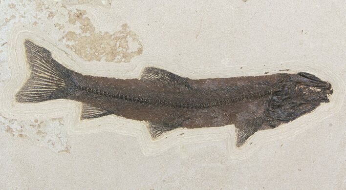 Rare, Notogoneus Fossil Fish Wall Mount - (Special Price) #51339